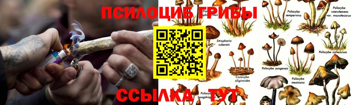 Псилоцибиновые грибы ЛСД  Вход с VPN  купить наркотики цена  Георгиевск 